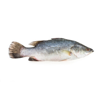 Fish Bass Sample